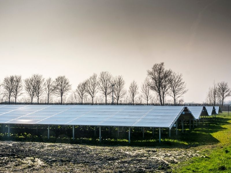 agrivoltaïsme panneaux solaires vignes