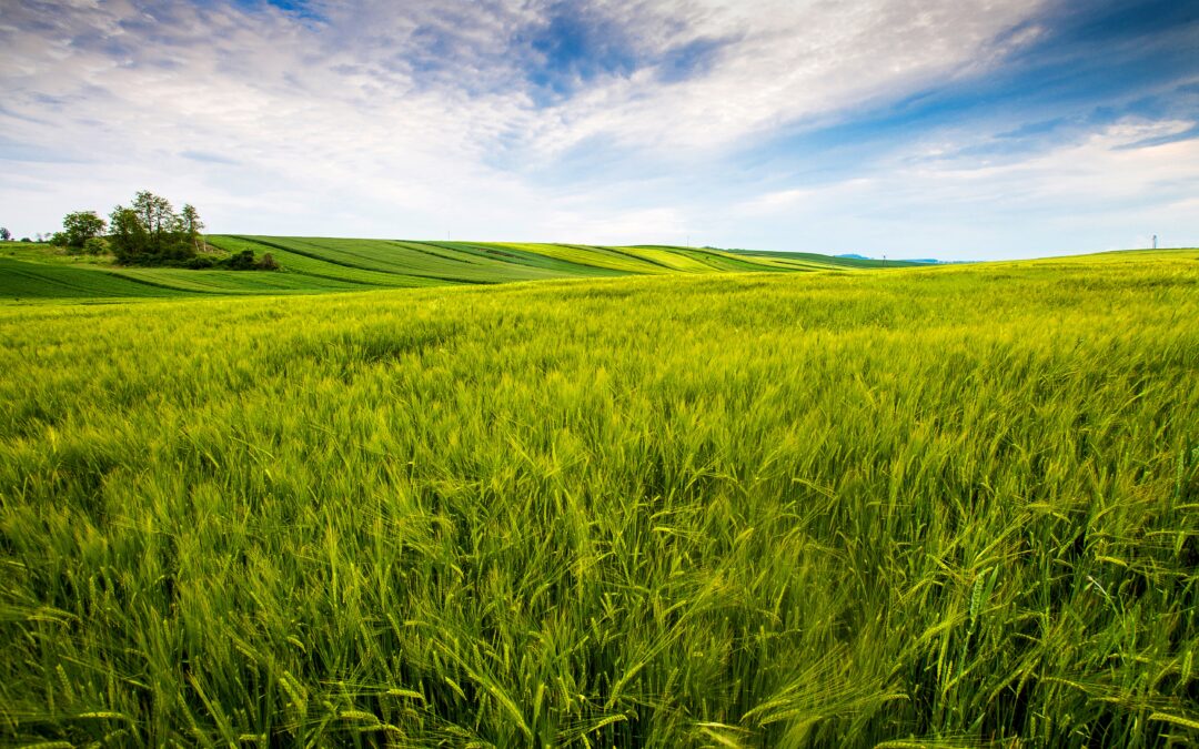 Faire des économies et protéger vos cultures avec l&rsquo;agrivoltaïsme